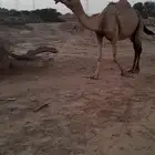 للبيع ناقه اركه موفي