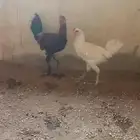دجاج مهجن براهما و بلدي