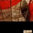 بيع زوج ببغاء روز نظيف جاهز إنتاج