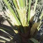 عمل نخل جميع اشغل النخيل تفخط قطيع عدال قلع فسيل