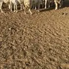 غنم خلفات 45 يتبعها 45 بفحلها واغلب الغنم دفيع ومضاريع