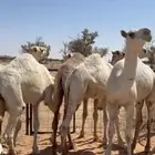 4قعدان وبكرتين
