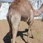 بكره كفو لبيع