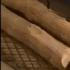 حطب شجر زينه