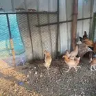 دجاج بلدي للبيع