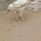 للبيع دجاجه فارسيه حجازيه