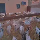 البيع غنم