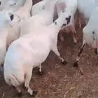 ضان رفيديات قرايب الا شرط اسن طيب جروم طيب العدد ميه