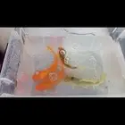 سمك كوى كبير