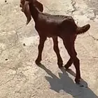 صخله يتيمه للبيع عمرها سبوع