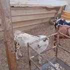 عنز عمانيه