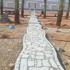 نخل عربي وواشنطني جميع انواع المقاسات