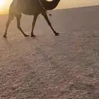 لقحه طيبه