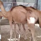 قعدان مستورده نضيفه محصنه جاهزه فرع الرياض المزاحميه