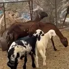 ضان سواكني