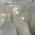 يوجد لدينا ضان رفيددات مقاني