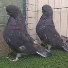 سلام عليكم