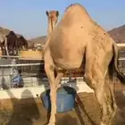 قعود فل الفل للبيع موقع نجران
