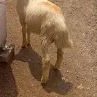 بسم لله ما شاءالله الله مشروع فحل تربيه للبيع الصحة شرط فرير