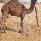 للبيع قعود لباني طيب