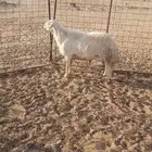 فحل حري واحد سنه اول جمع والثاني ثني