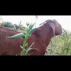 تيس ادهم مطور مشروط