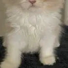 قط لقيها ضايع