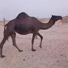 لقحه مجهم بكر