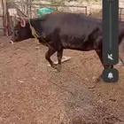 عجله هولنديه