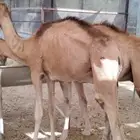وصول قعدان ماشاء الله تبارك الله لحوم ممتازة وصحة طيبة