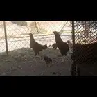 دجاج للبيع بلدي العدد 20