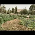 بذور برسيم بلدي
