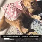 قطه أنثى سكوتش ستريت للبيع