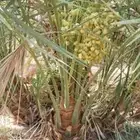 توريد نخيل مثمر