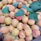 مشمش طايفي كرتون كبير مع التوصيل مجاني