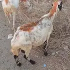 للبيع نعاج من 600