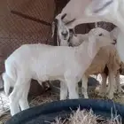 مشروع فحل حري صنف