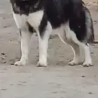 كلبه هاسكي مففوده منذ 5 أيام في الفيصلية قرب المعهد الصناعي