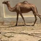 نياق للبيع