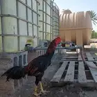 ديك شامو ياباني