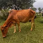 بقره بلدي