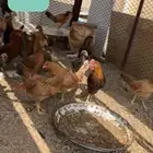 دجاج بلدي طيبب