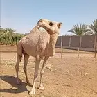 ضروبه شقحاء ثنيه