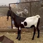 عنز مهجنه دافع