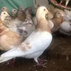 للبيع حمام