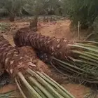 نخل سكري صقعي وخلاص جميع المقاسات متزفره