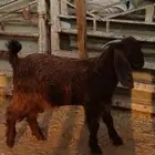تيس قبرصي بيور