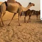 خلفه عليها قعود عمره 3شهور