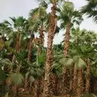 تنضيف عربي واشنطني تكريب