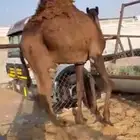 قعدان للبيع مغلقة موقع نجران بلديات شرط